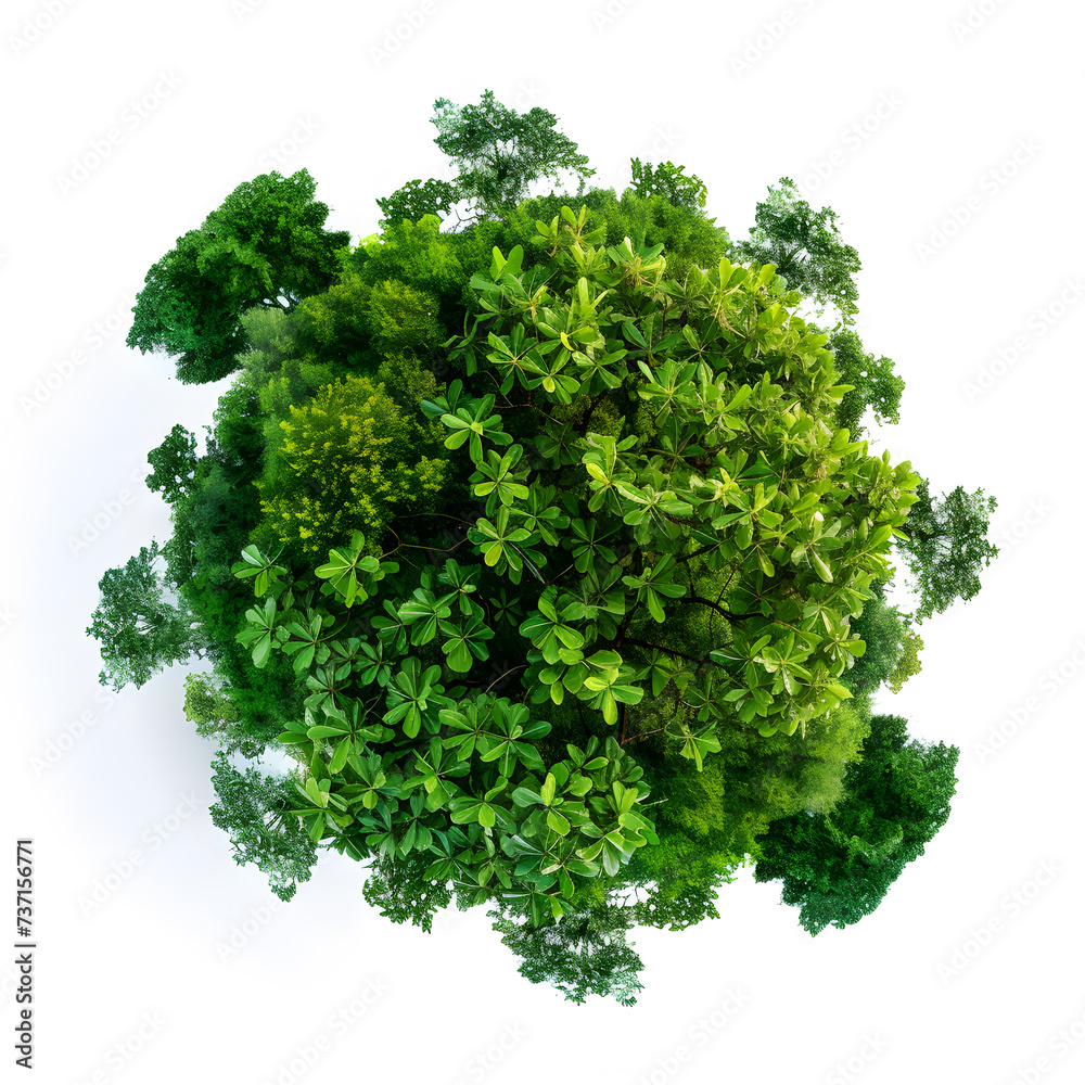 Obraz premium Top view of dense green foliage tree, isolated on white background