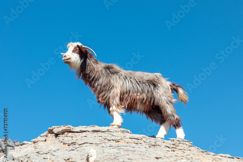 Long haired goat poses on the rocks of Jabel Shams canyon, gulch, Balcony Walk, Oman