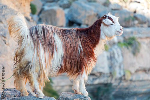 Long haired goat on the rocks of Jabel Shams canyon, gulch, Balcony Walk, Oman photo