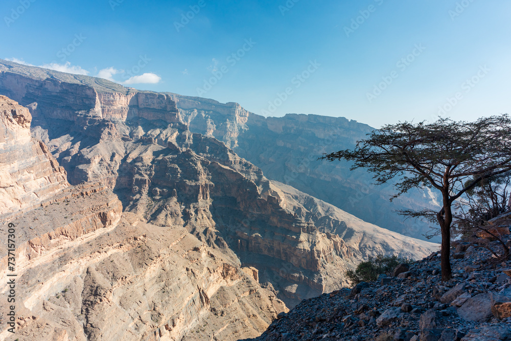 Single tree in Jebel Shams, Balcony Walk trial, Oman, Ad Dakhiliyah Governorate, Al Hajar Mountains