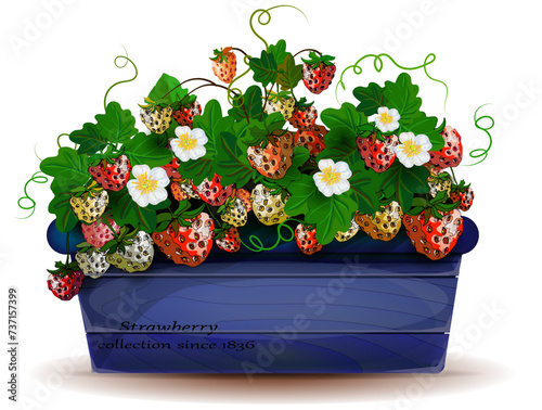  Blue wooden pot with ripe strawberry and blooms