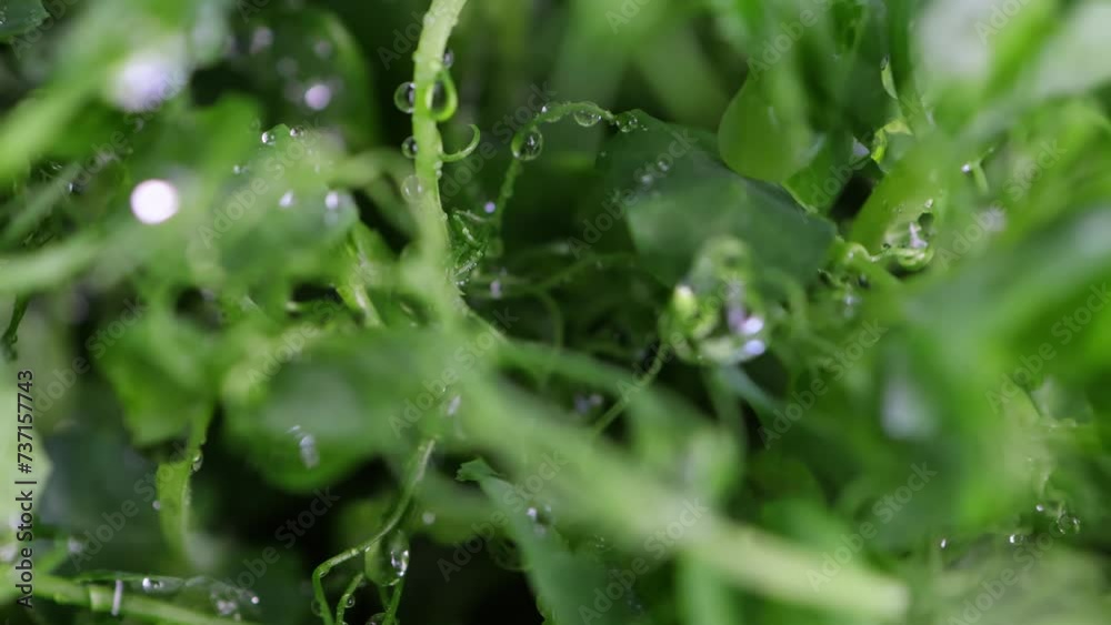 Microgreens with water drops close-up. Microgreens with water drops close-up.