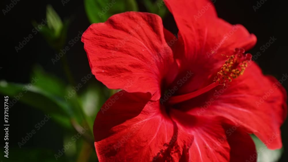 Background of tropical tree leaves and red hibiscus flowers swaying in the breeze with patterns forming from their shape and the way sunlight and shadow is falling on the flowers. Background of tropical tree leaves and red hibiscus flowers swaying in the breeze with patterns forming from their shape and the way sunlight and shadow is falling on the flowers.