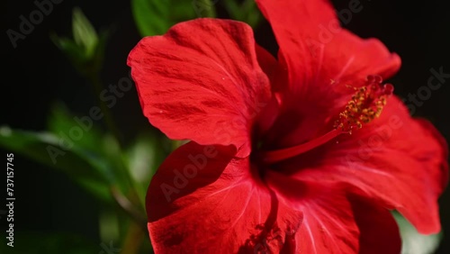 Background of tropical tree leaves and red hibiscus flowers swaying in the breeze with patterns forming from their shape and the way sunlight and shadow is falling on the flowers.