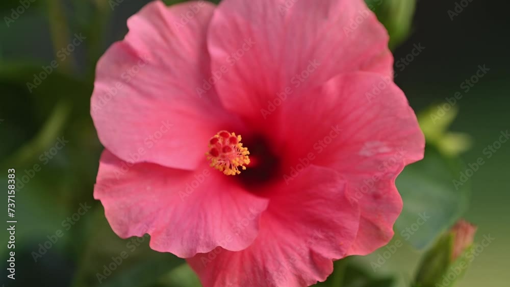 Background of tropical tree leaves and pink hibiscus flowers swaying in the breeze with patterns forming from their shape and the way sunlight and shadow is falling on the flowers. Background of tropical tree leaves and pink hibiscus flowers swaying in the breeze with patterns forming from their shape and the way sunlight and shadow is falling on the flowers.