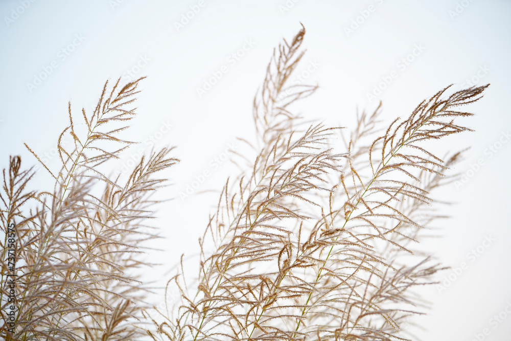 fluffy reeds flower fluffy reeds flower