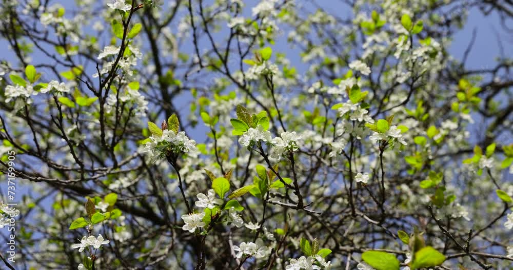 cherry in the orchard blooms with white flowers , beautiful white flowers on a fruit cherry during pollination cherry in the orchard blooms with white flowers , beautiful white flowers on a fruit cherry during pollination