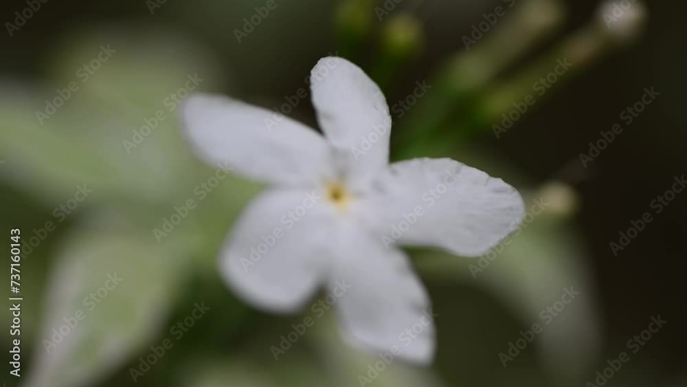 Background of tropical tree leaves and flowers swaying in the breeze with patterns forming from their shape and the way sunlight and shadow is falling on the flowers. Background of tropical tree leaves and flowers swaying in the breeze with patterns forming from their shape and the way sunlight and shadow is falling on the flowers.