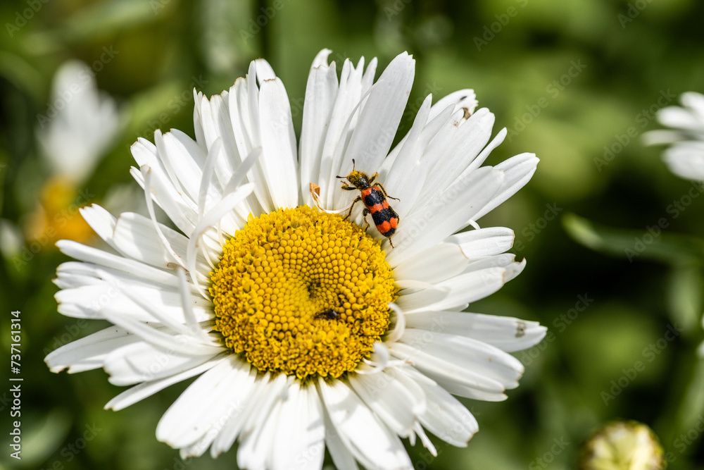 Trichodes apiarius beetle orange and black on chamomile flower Trichodes apiarius beetle orange and black on chamomile flower