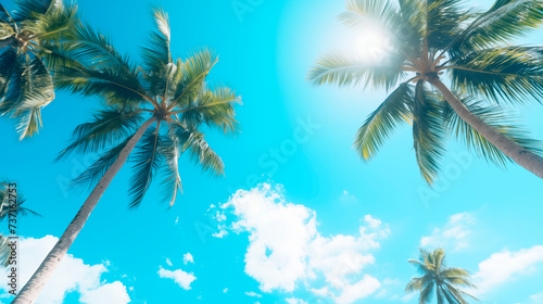 Palm trees against the background of a blue bright cloudless blue sky. Tropical plant  view from bottom to top. Beautiful tropical background with trees