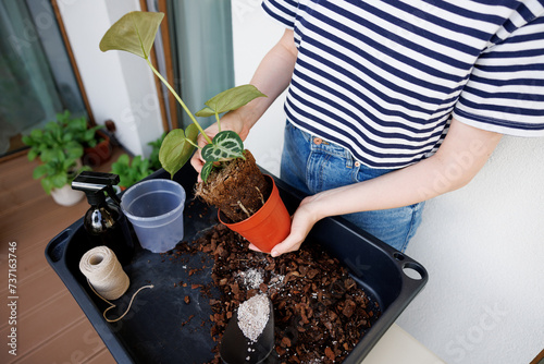 Woman repotting anthurium silver blush into a new pot. Home gardening hobby, caring for houseplants. Transplanting plant