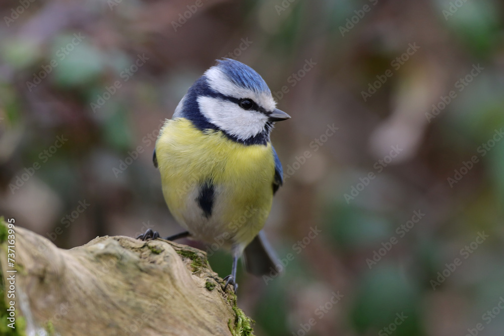 Fototapeta premium Profil de mésange bleue