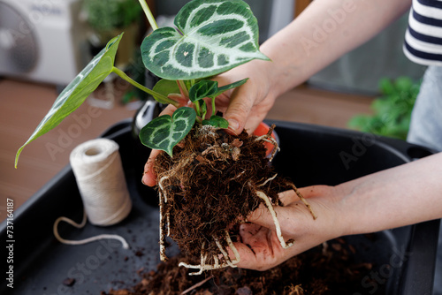 Woman repotting anthurium silver blush into a new pot. Close up of healthy root system in soil. Caring for houseplants