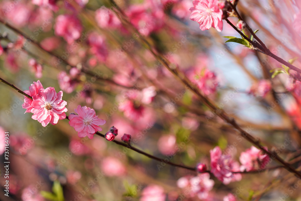 The blooming pink peach blossoms in the forest park. The blooming pink peach blossoms in the forest park.