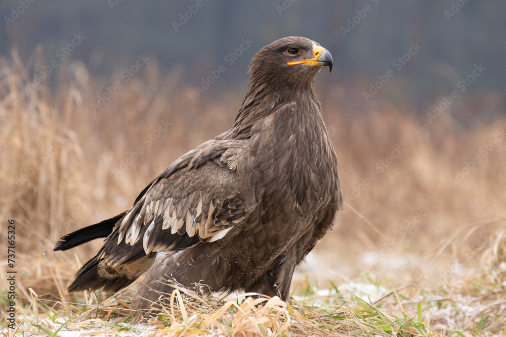 The golden eagle (Aquila chrysaetos) is a bird of prey living in the Northern Hemisphere. It is the most widely distributed species of eagle. Like all eagles, it belongs to the family Accipitridae. The golden eagle (Aquila chrysaetos) is a bird of prey living in the Northern Hemisphere. It is the most widely distributed species of eagle. Like all eagles, it belongs to the family Accipitridae.