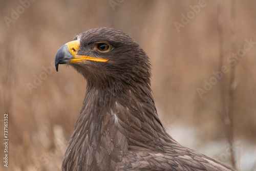 The golden eagle  Aquila chrysaetos  is a bird of prey living in the Northern Hemisphere. It is the most widely distributed species of eagle. Like all eagles  it belongs to the family Accipitridae.