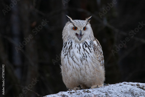 The Eurasian eagle-owl (Bubo bubo) is a species of eagle-owl that resides in much of Eurasia. It is also called the Uhu and it is occasionally abbreviated to just the eagle-owl in Europe.[4] It is one