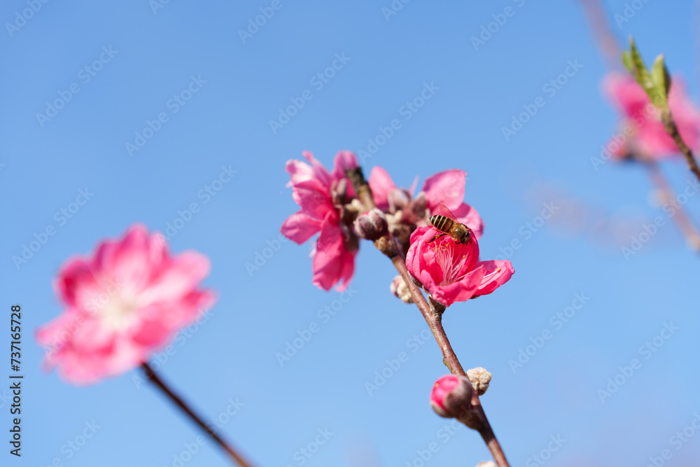 The blooming pink peach blossoms in the forest park. The blooming pink peach blossoms in the forest park.