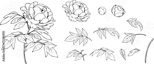 ペンで描いた牡丹のパーツイラスト