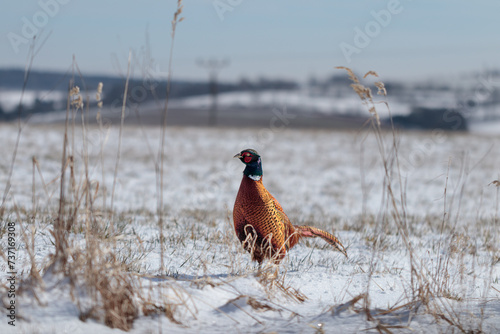 The common pheasant (Phasianus colchicus) is a bird in the pheasant family. It is native to Asia and parts of Europe like the northern foothills of the Caucasus and the Balkans.