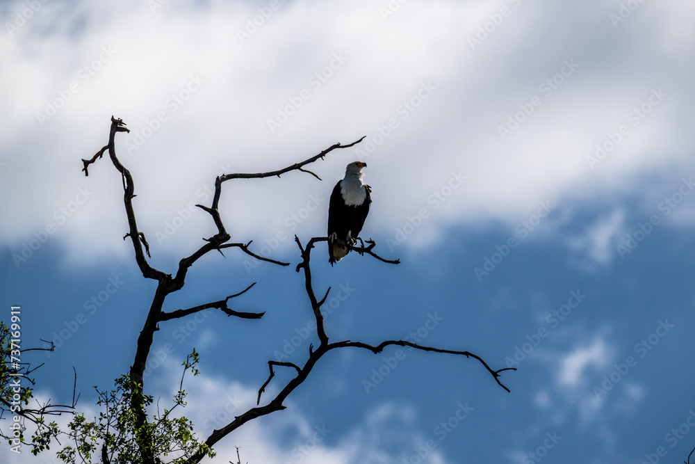 fish eagle in natural conditions on a lake watching its prey on a sunny day in kenya fish eagle in natural conditions on a lake watching its prey on a sunny day in kenya