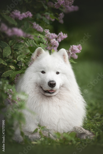 Samoyed in lilac