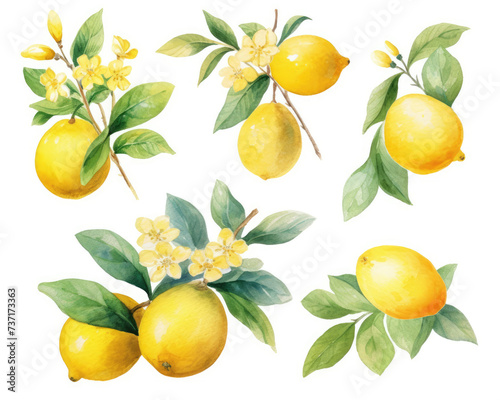 A Painting of Lemons With Leaves and Flowers