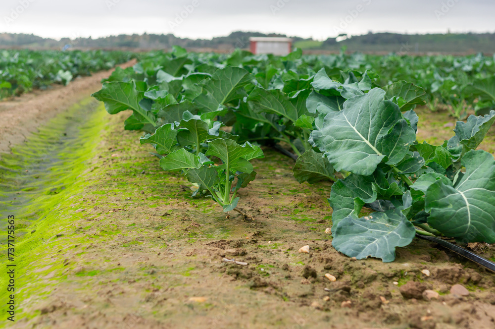 Broccoli Cultivation: Low View on a Cloudy Day. Broccoli Cultivation: Low View on a Cloudy Day.