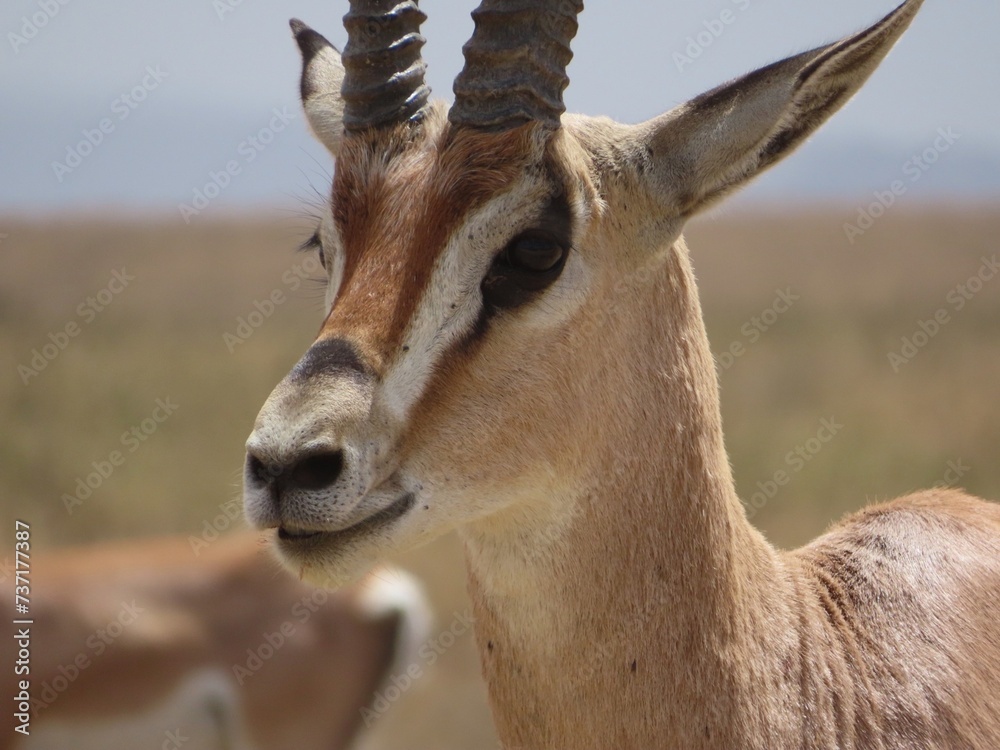 A Grant's Gazelle up close