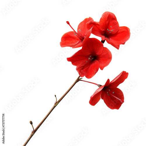 A single stem of vibrant red rhododendron blossoms isolated on transparent background, cut out, png, radiating beauty and tranquility. 