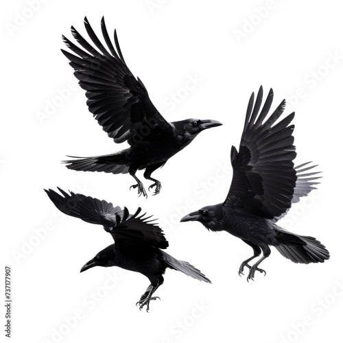 Common ravens flying,  isolated on transparent background, cut out, png, Carrion crow, Corvus corone