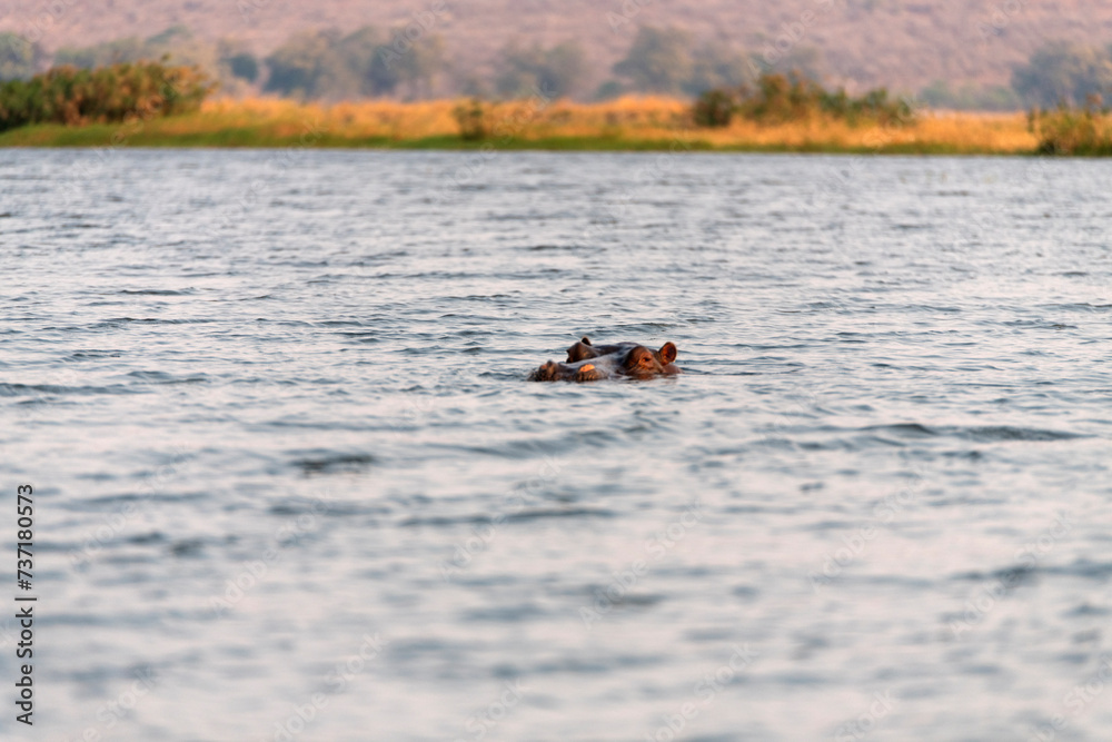 Fototapeta premium View of a hippo swimming in the river at Chobe National Park in Botswana