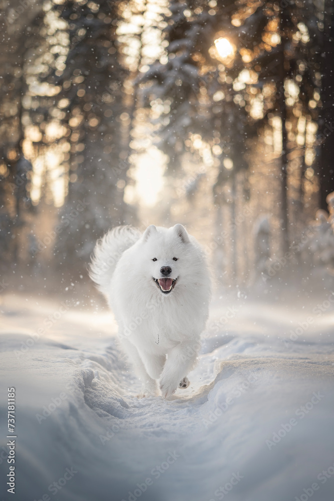 samoyed dog running in the snow