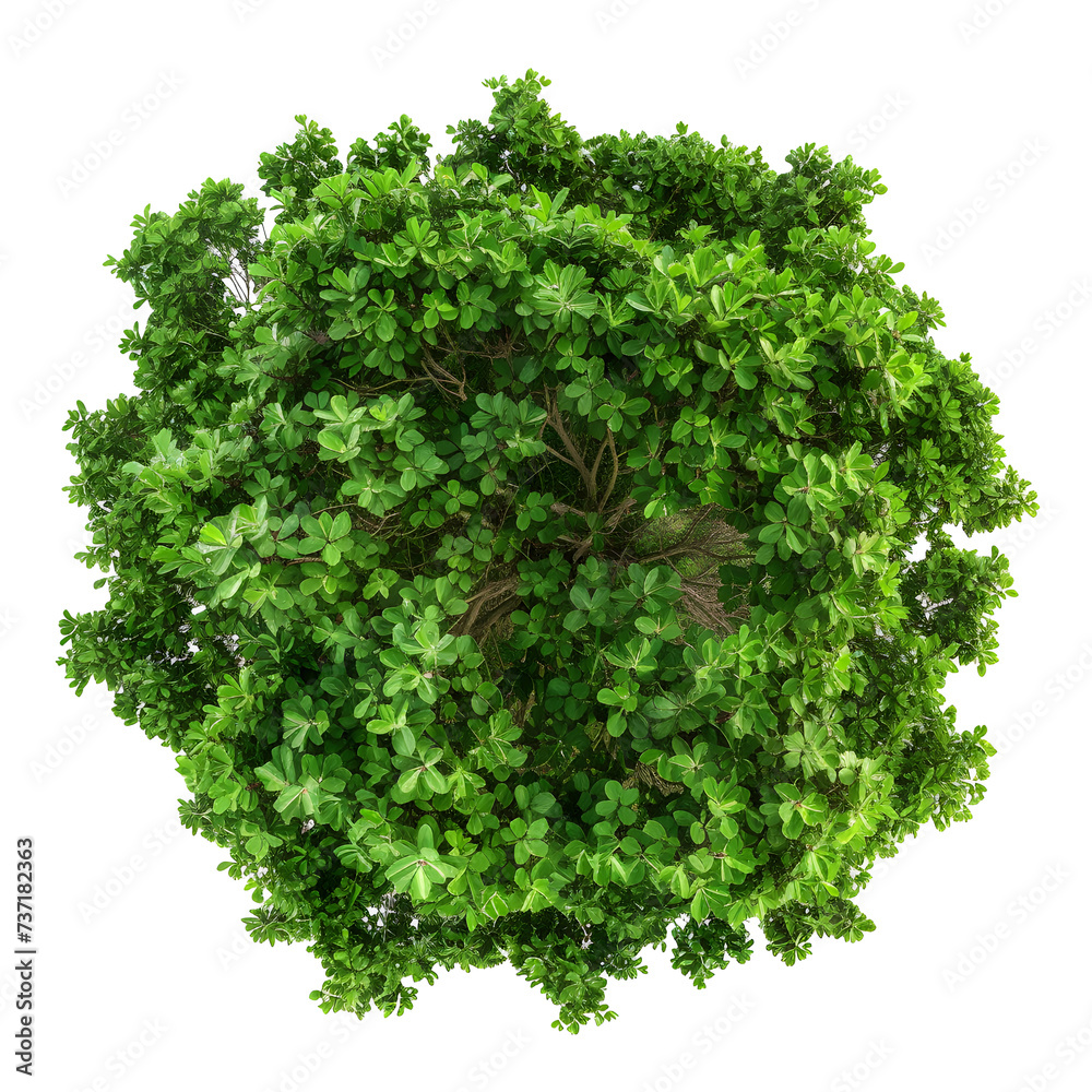 Obraz premium Top view of dense green foliage tree, isolated on white background