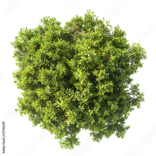 Top view of dense green foliage tree, isolated on white background