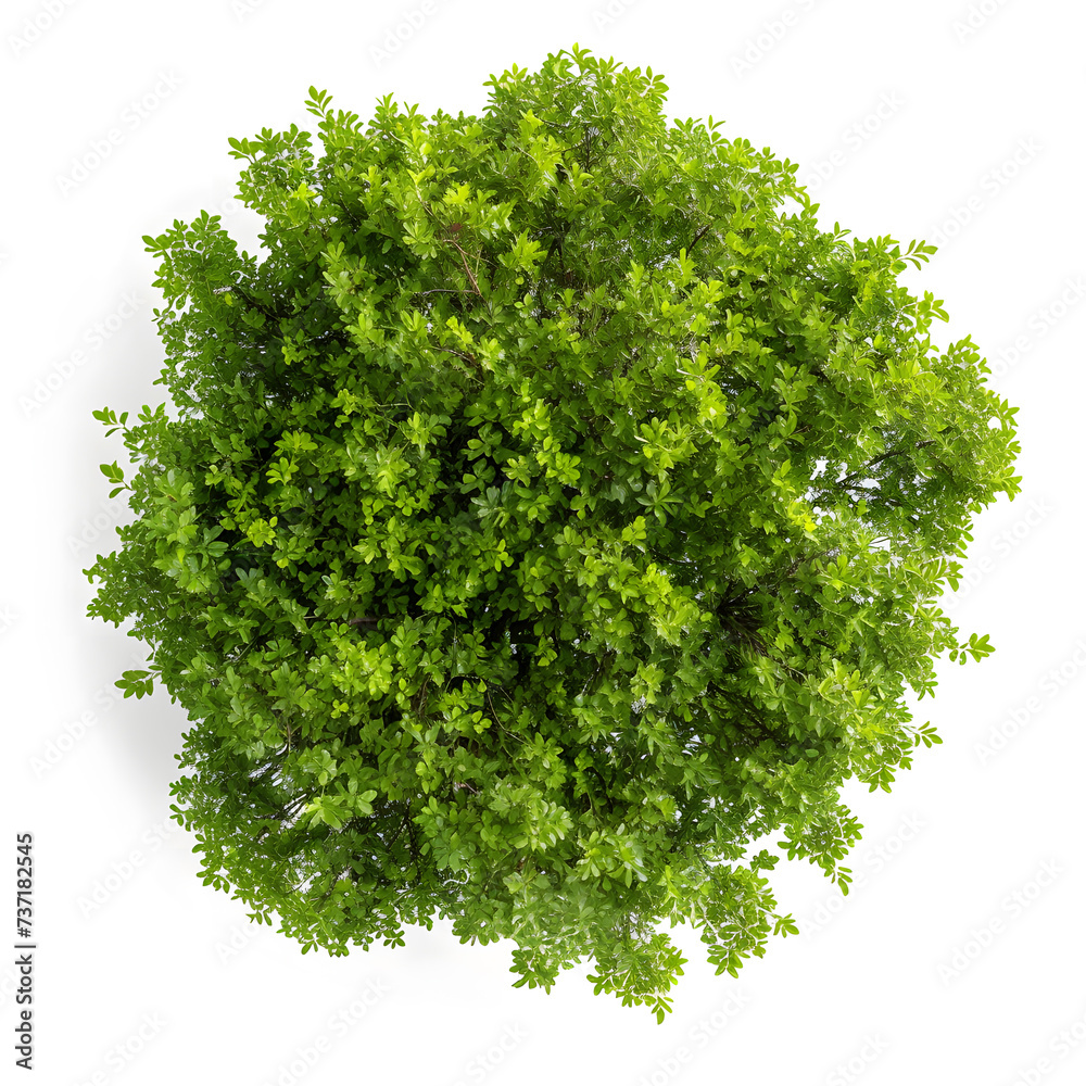 Obraz premium Top view of dense green foliage tree, isolated on white background