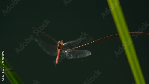 Dragonfly  landing on a flexible leaf. Closeup slow-motion photo