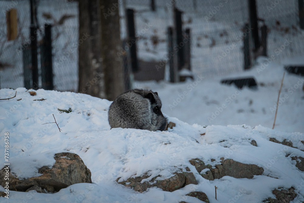 Obraz premium fox sleeping in snow