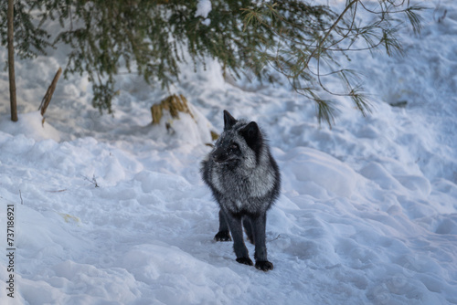 silver fox in snow © Damien Gustin