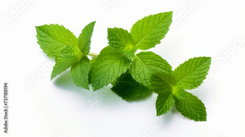 Fresh green mint leaves isolated on white background