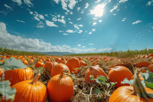 Agricultural seasonal job Farming Agro-industry Agriculture Freshly harvested pumpkin Harvesting growing organic vegetables