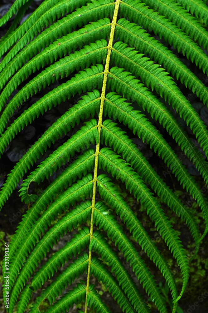 A detailed view of a fern frond, showcasing its vibrant green color and delicate fronds.
