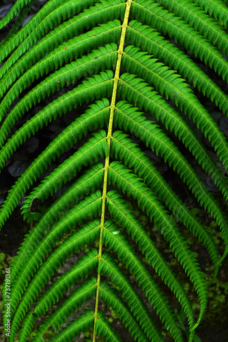 A detailed view of a fern frond  showcasing its vibrant green color and delicate fronds.