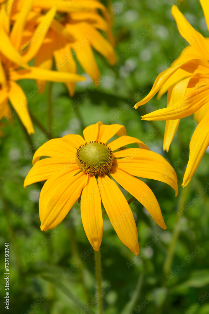 Fototapeta premium Gloriosa Daisy Irish Eyes flowers