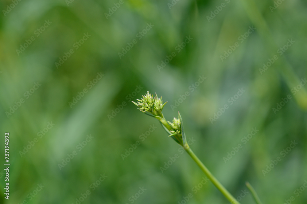 Babys breath flower buds Babys breath flower buds