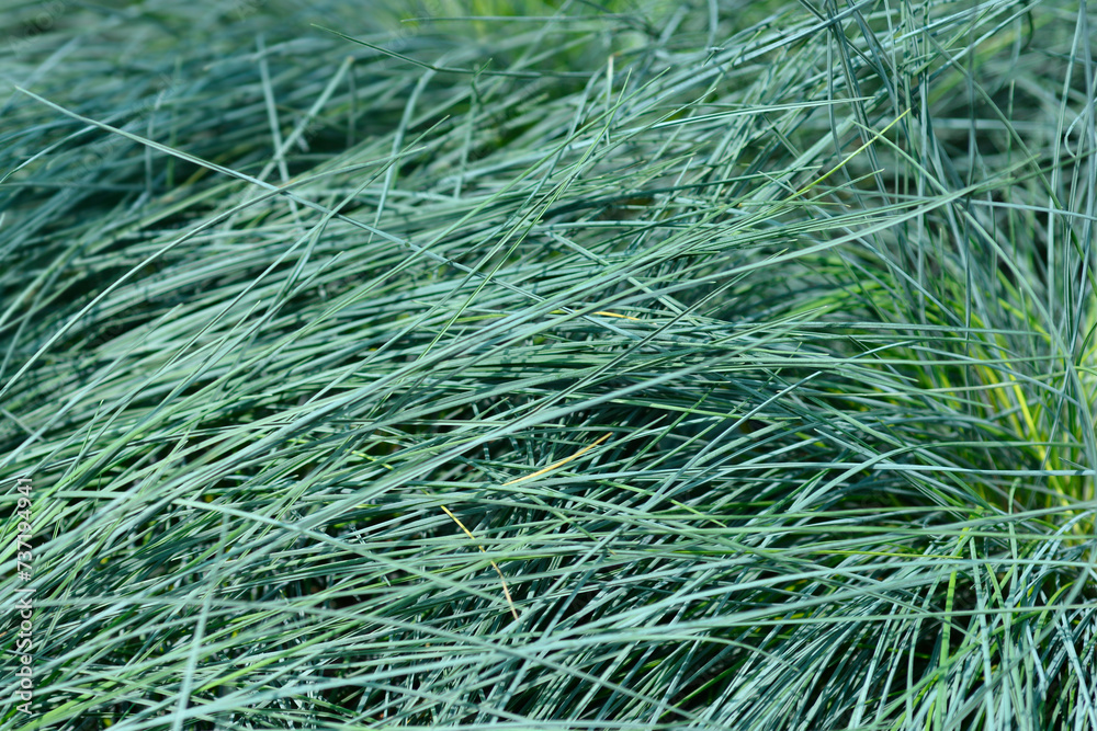 Blue fescue Intense Blue leaves Blue fescue Intense Blue leaves