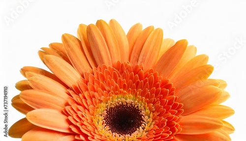 orange gerbera flower isolated on white