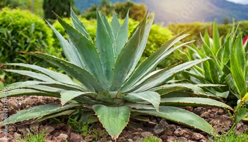 green leaves of agave in the garden