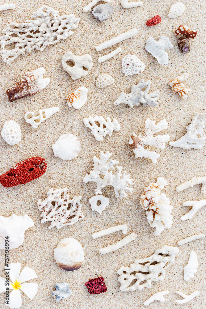 Seashells and corals on sand beach. Trend minimal pattern at sunlight. Summer vacation concept. Nautical design. Modern flat lay aesthetics still life composition. Top view, pastel colors