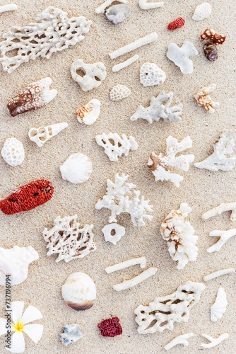 Seashells and corals on sand beach. Trend minimal pattern at sunlight. Summer vacation concept. Nautical design. Modern flat lay aesthetics still life composition. Top view, pastel colors